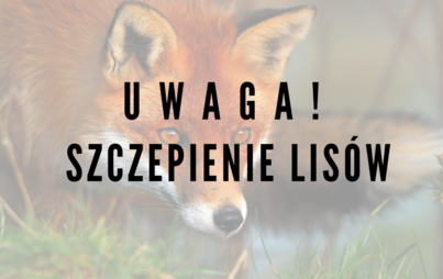 Zdjęcie do Komunikat dot. ochronnego szczepienia lis&oacute;w na terenie woj. świętokrzyskiego