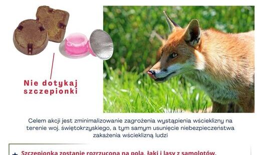Komunikat dotyczący szczepienia lisów przeciwko wściekliźnie